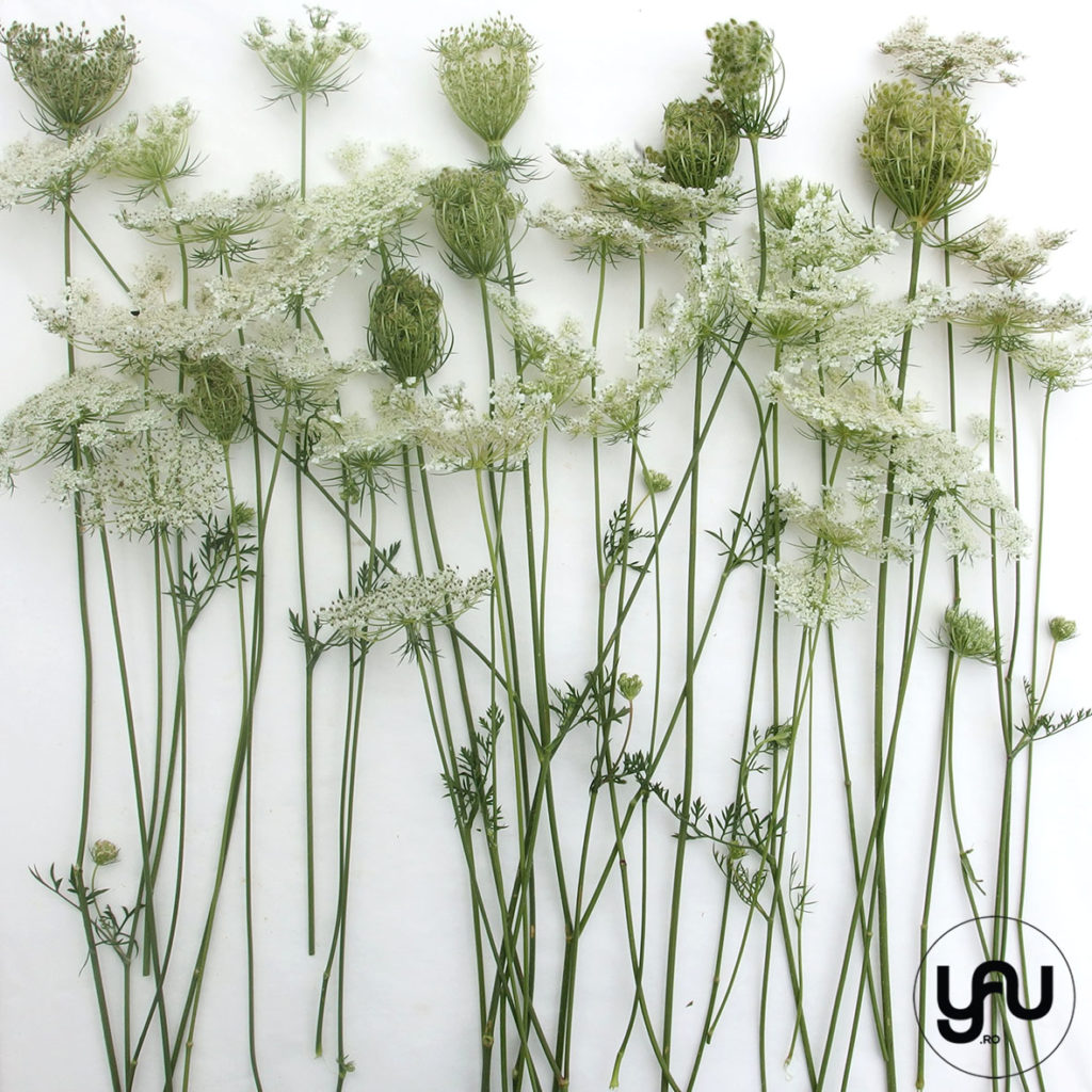 flori de camp albe VISNAGA - floral patterns _ yauconcept _ elenatoader (2)