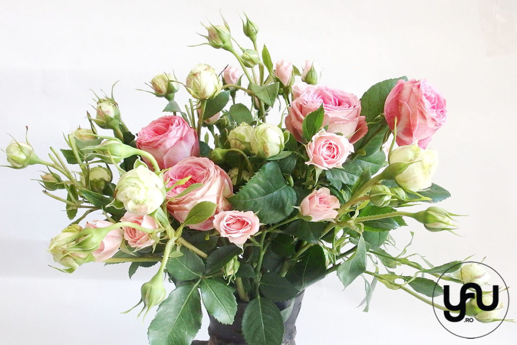 trandafiri de gradina roz - yauconcept - elenatoader (1)