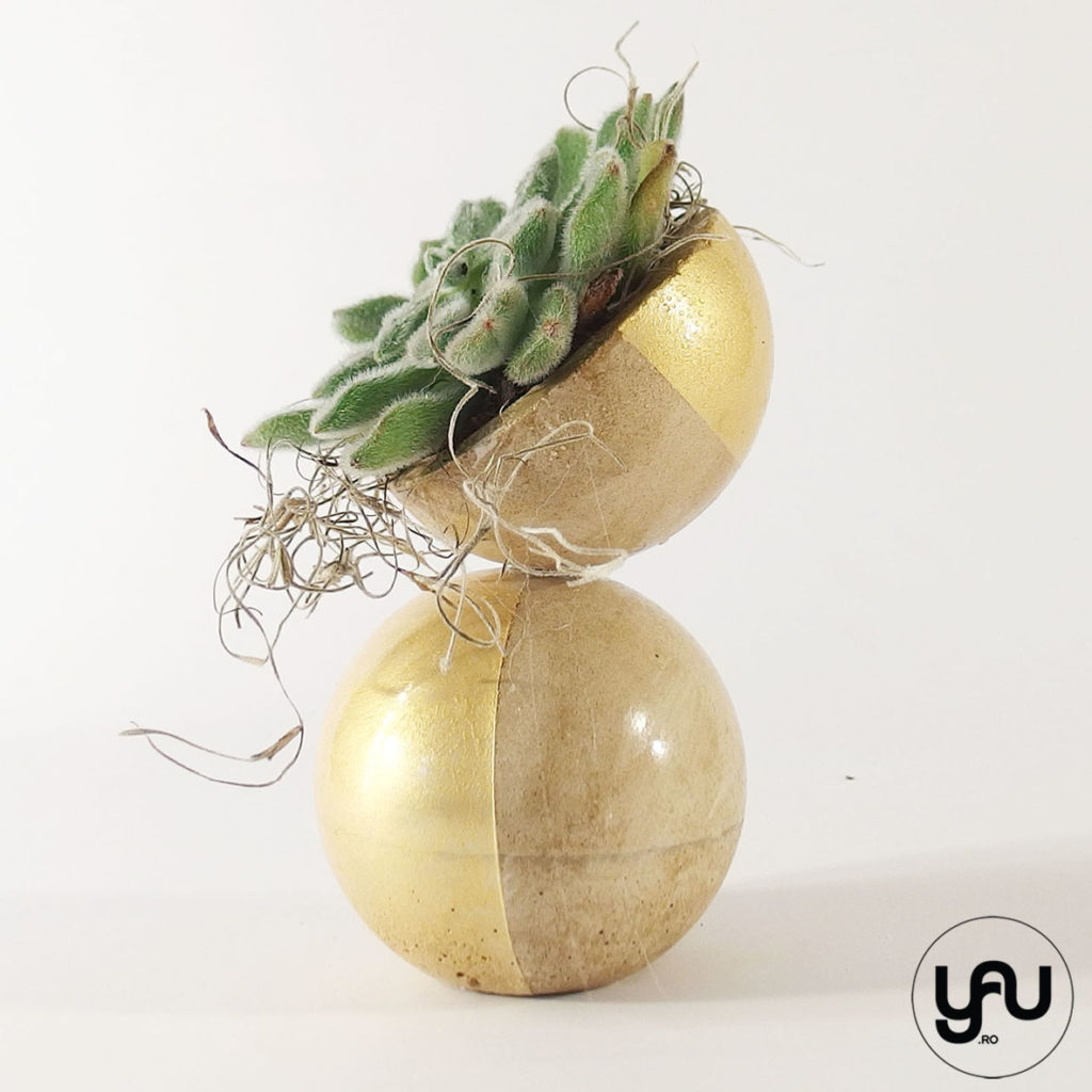Plante suculente pentru Craciun | YaU Craciun 2019 yau.ro yau concept elena toader